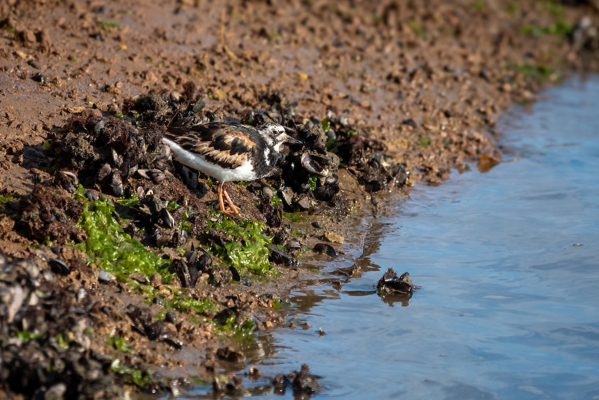 kamenáček pestrý - ML641044205