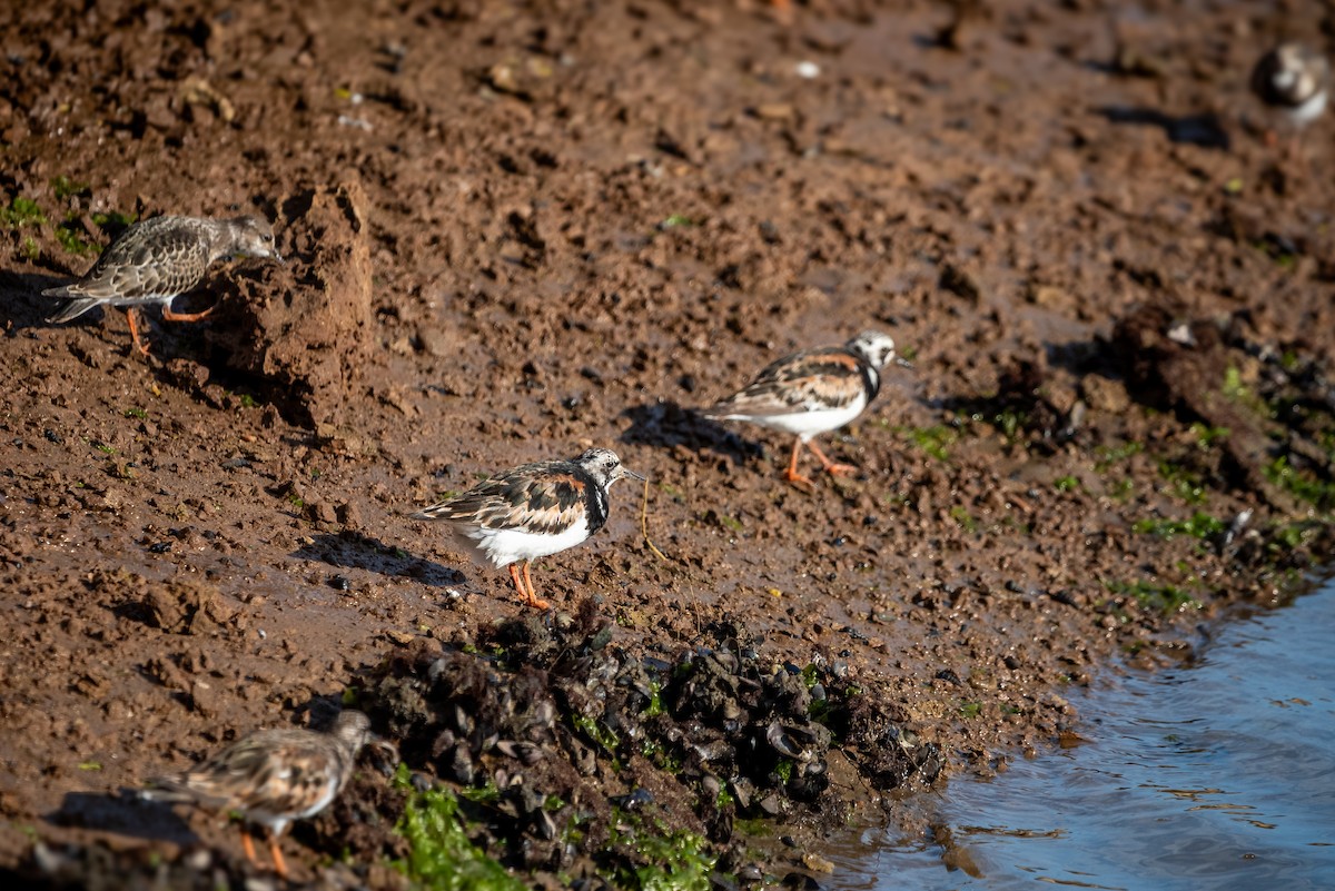 kamenáček pestrý - ML641044206