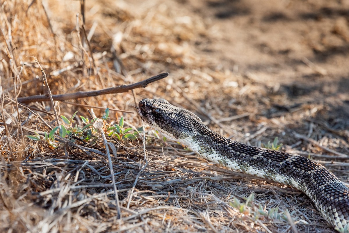 Southern Pacific Rattlesnake - ML641044209