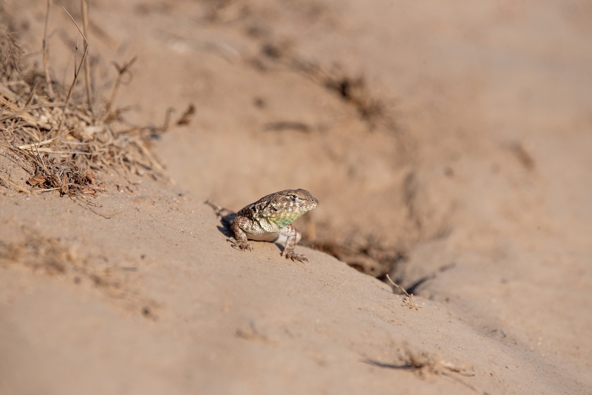Western Fence Lizard - ML641044210