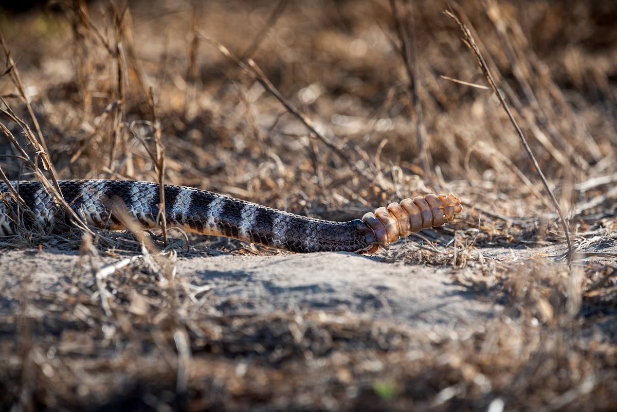 Southern Pacific Rattlesnake - ML641044211