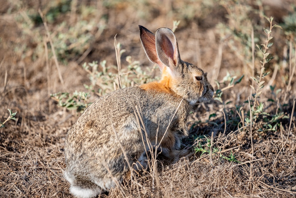 Desert Cottontail - ML641044212