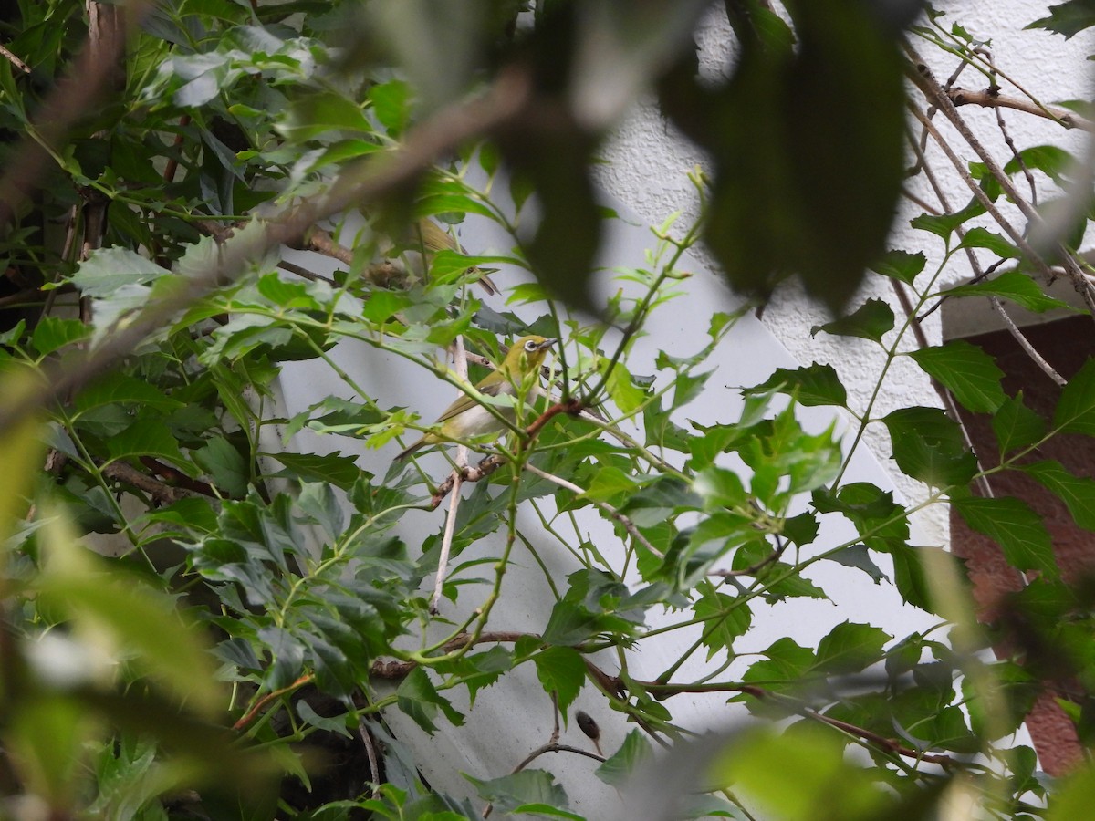 Swinhoe's White-eye - ML641044226