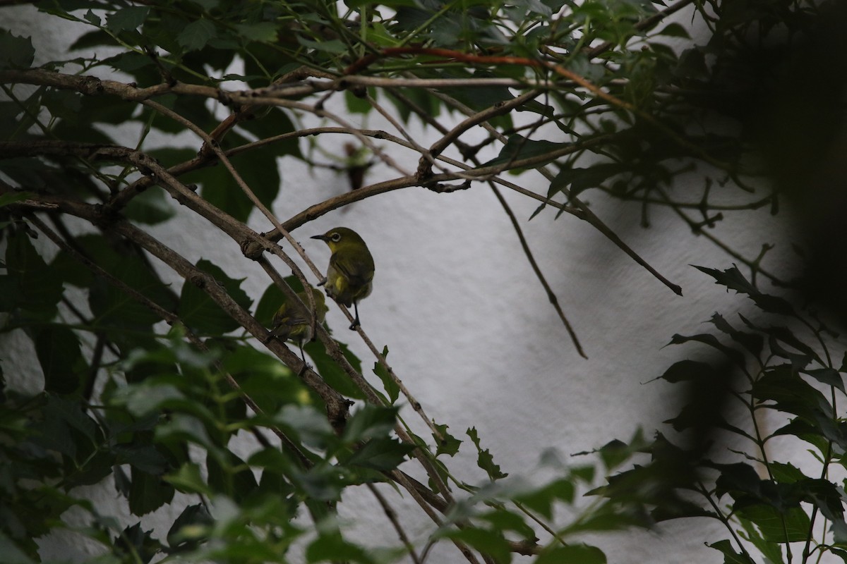 Swinhoe's White-eye - ML641044227