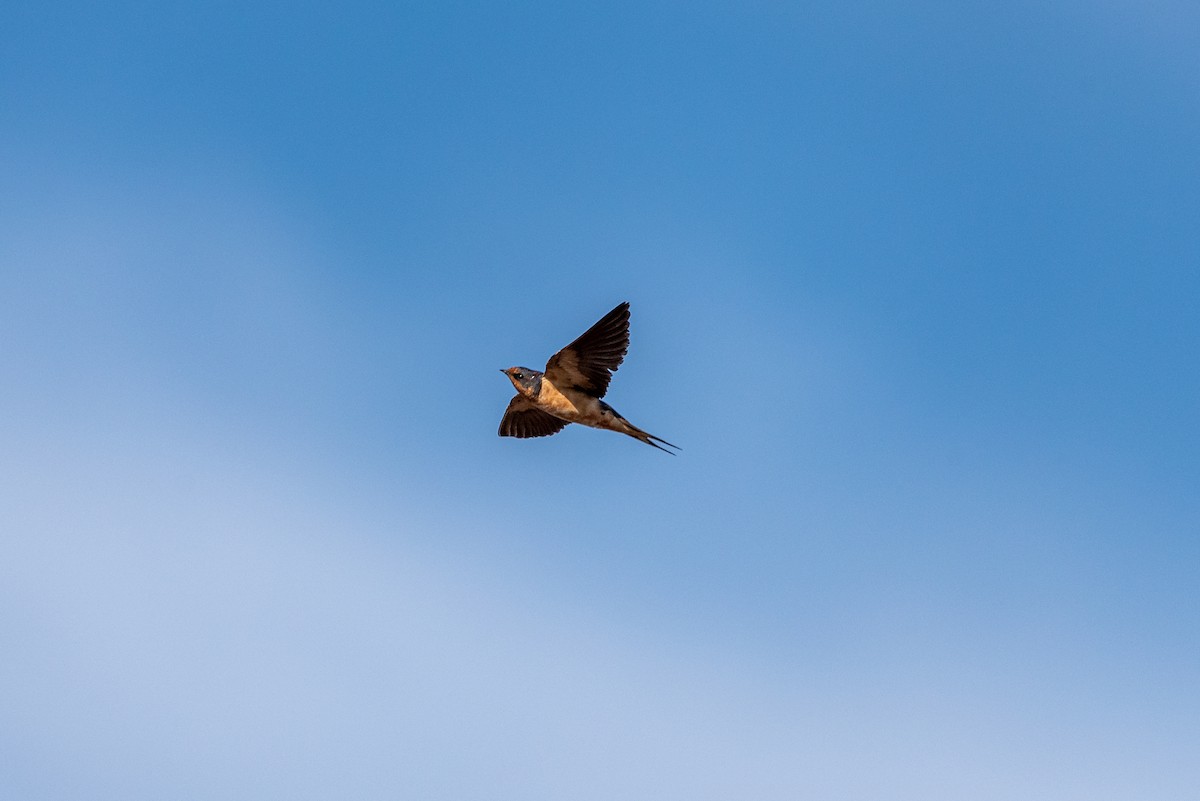 vlaštovka obecná - ML641044229