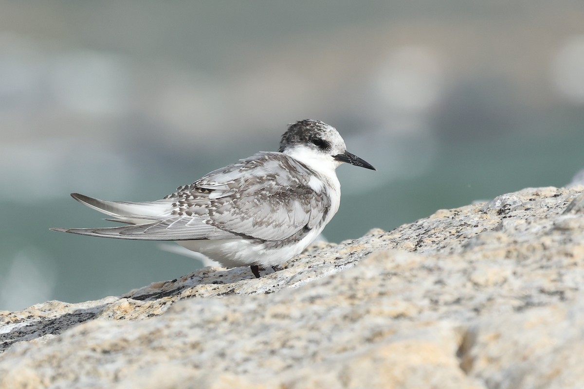Antarctic Tern - ML641044233
