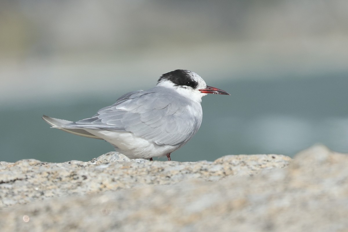 Antarctic Tern - ML641044234