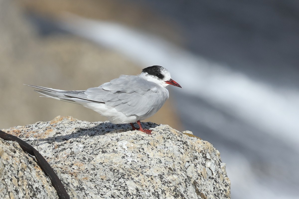 Antarctic Tern - ML641044235