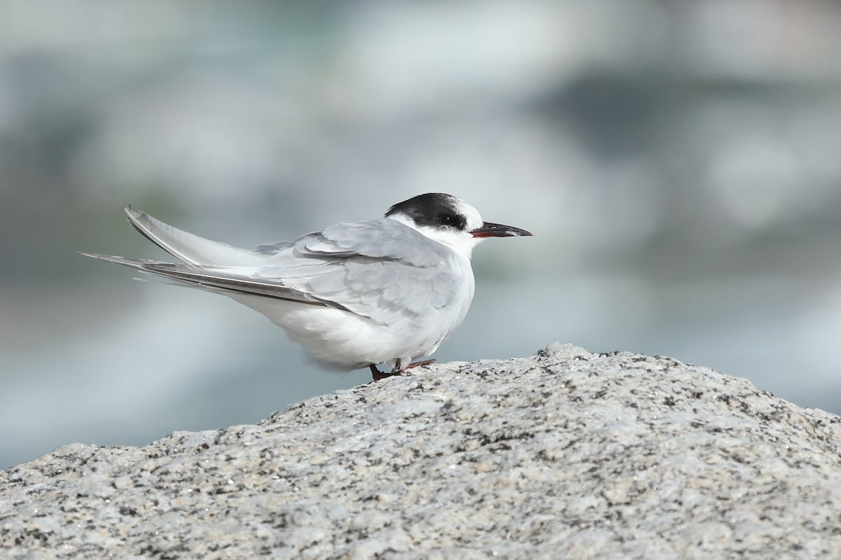 Antarctic Tern - ML641044236
