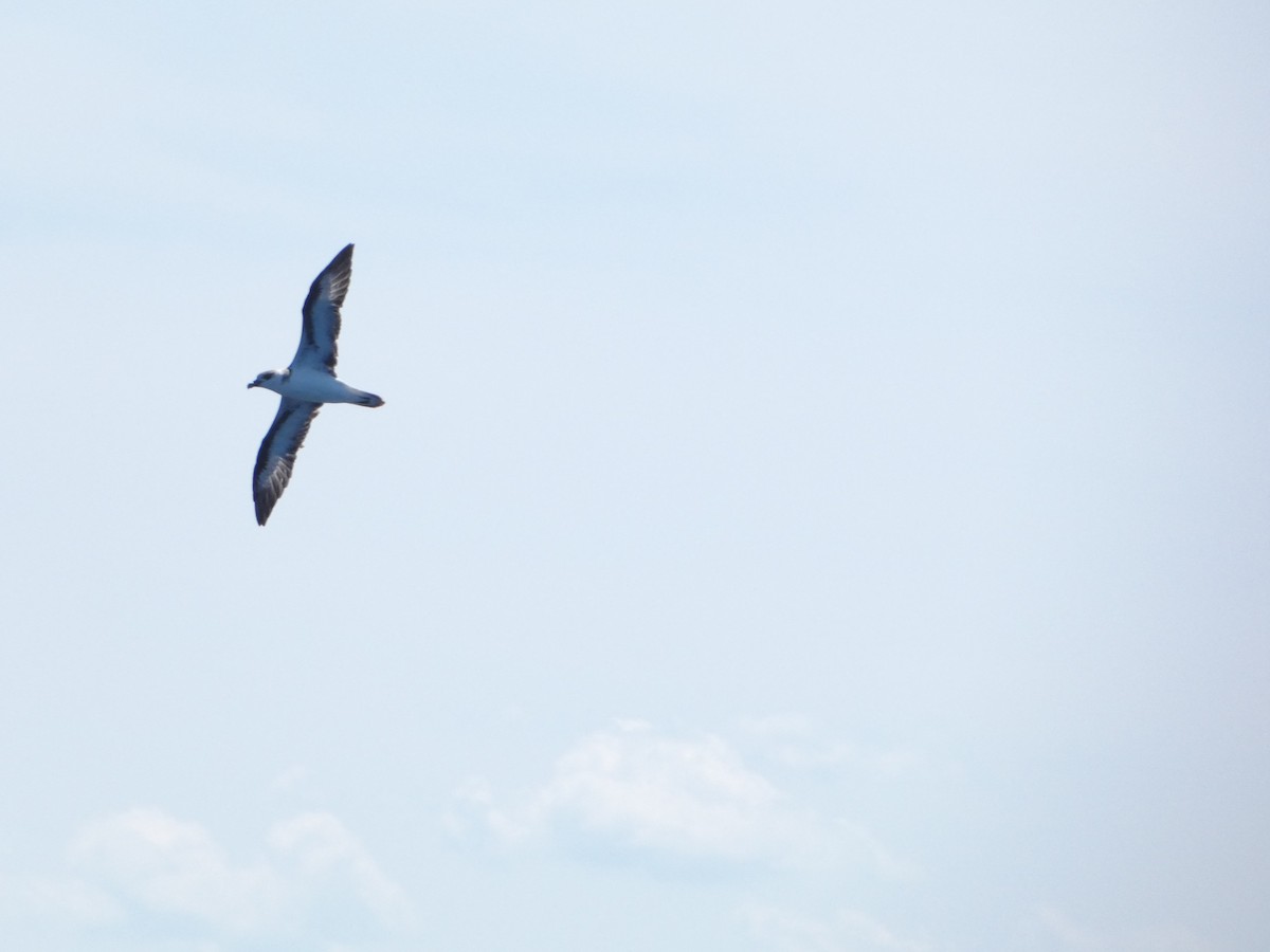 Black-capped Petrel - ML641044241