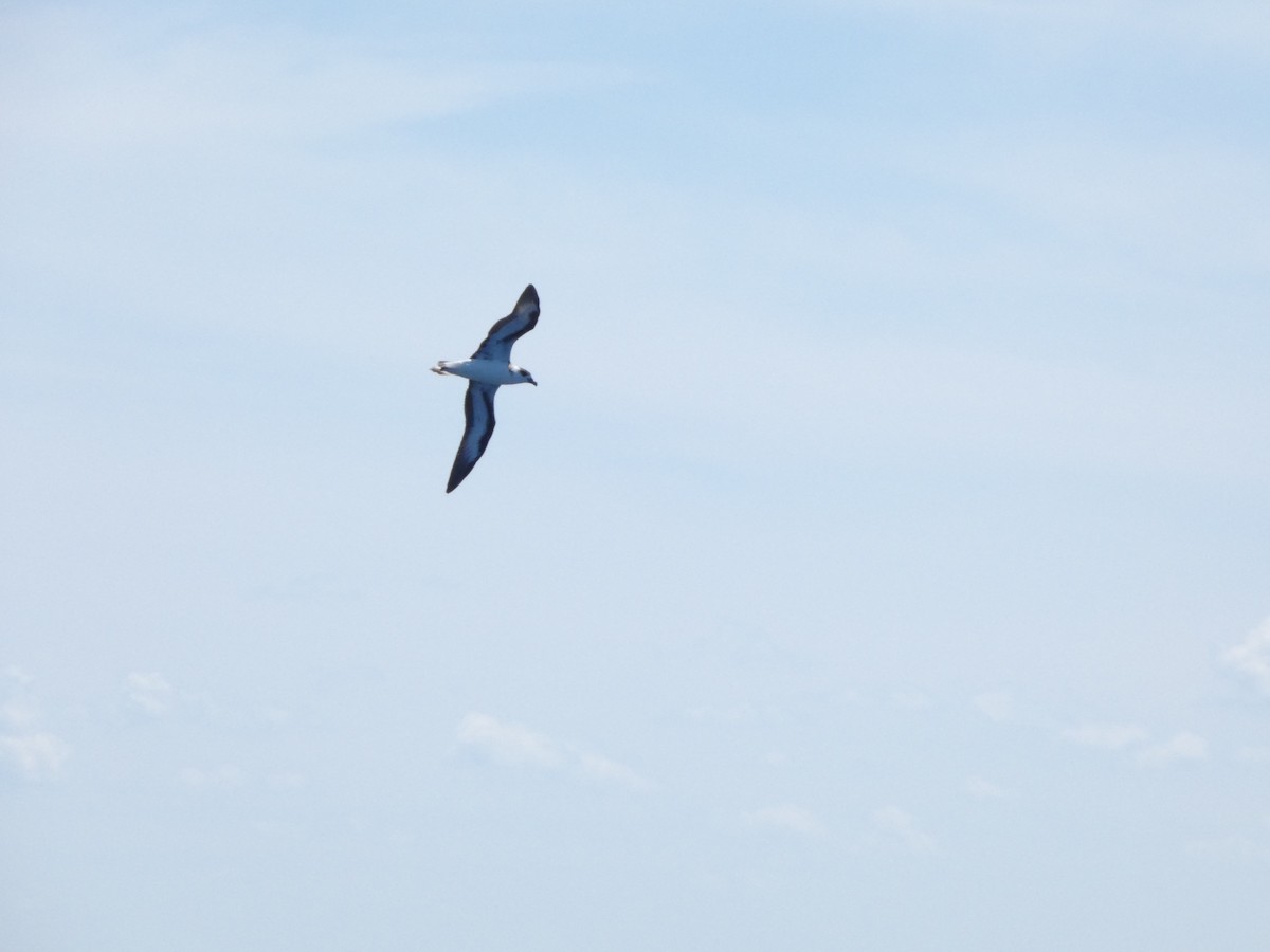 Black-capped Petrel - ML641044242