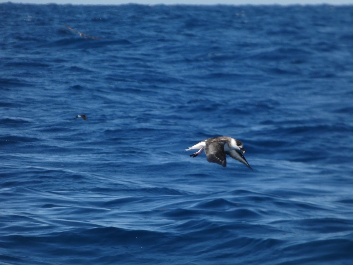 Black-capped Petrel - ML641044245