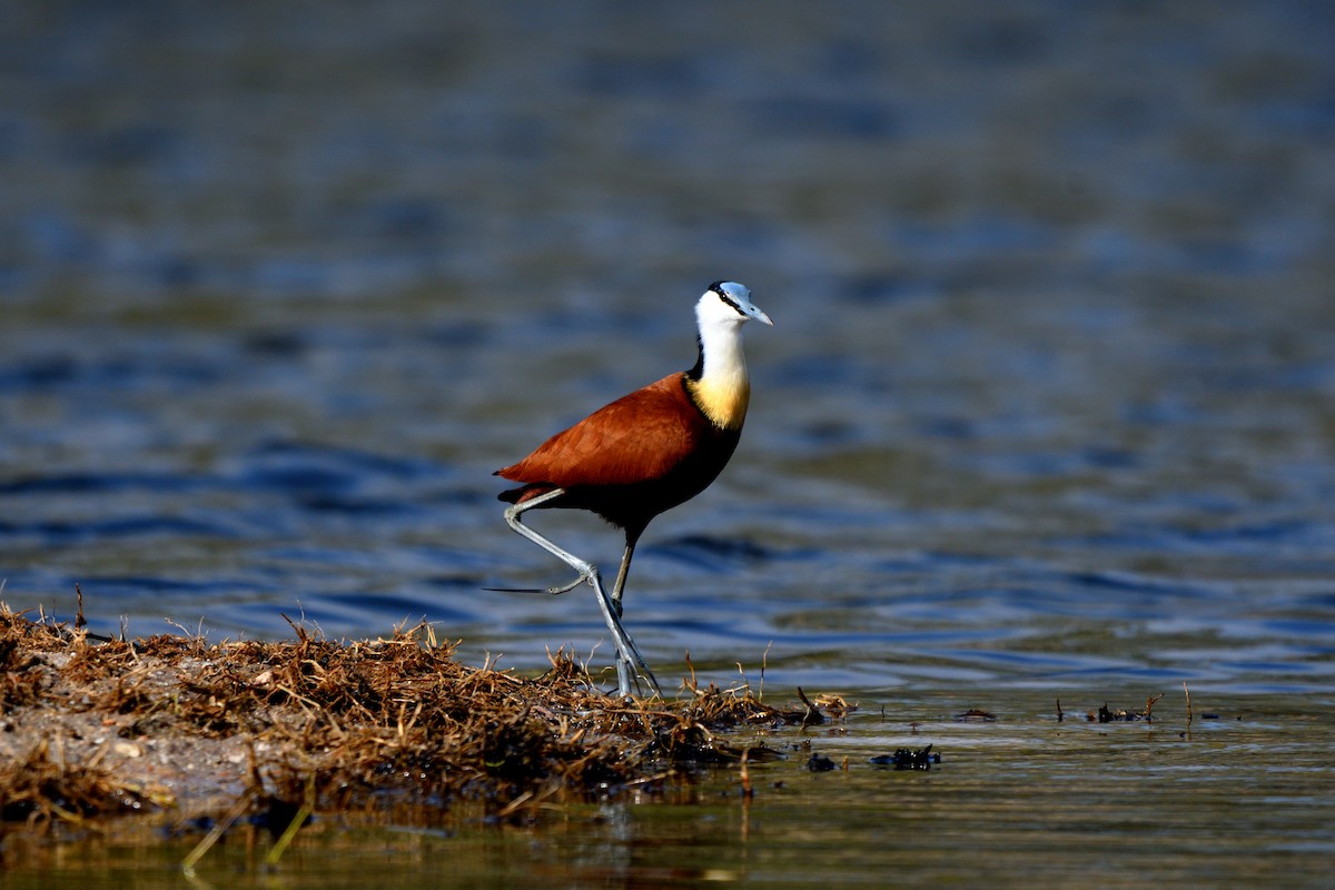 Jacana Africana - ML641044280