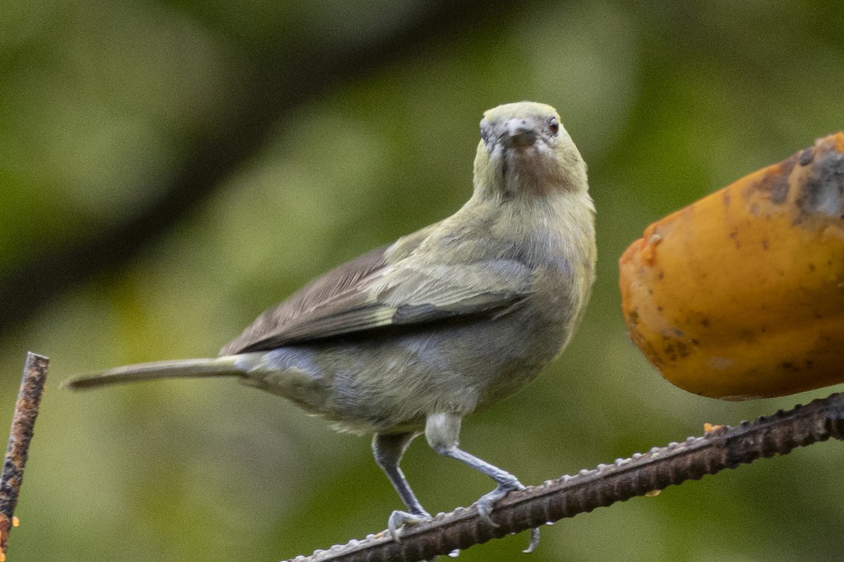 Palm Tanager - ML641044285