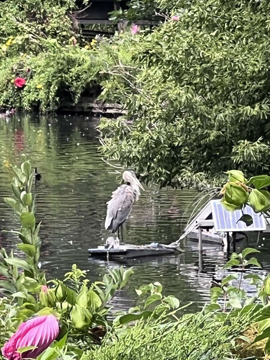 Great Blue Heron - ML641044296