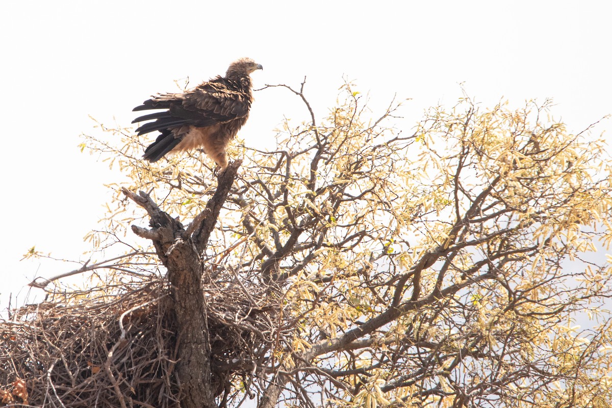 Tawny Eagle - ML641044304