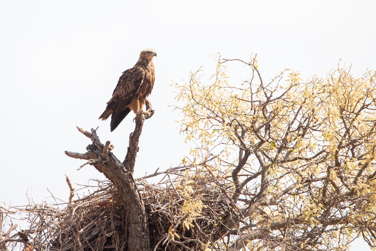 Tawny Eagle - ML641044305