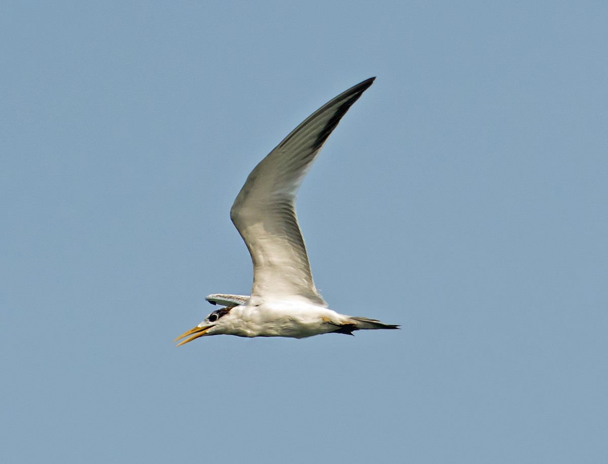 Lesser Crested Tern - ML641044317