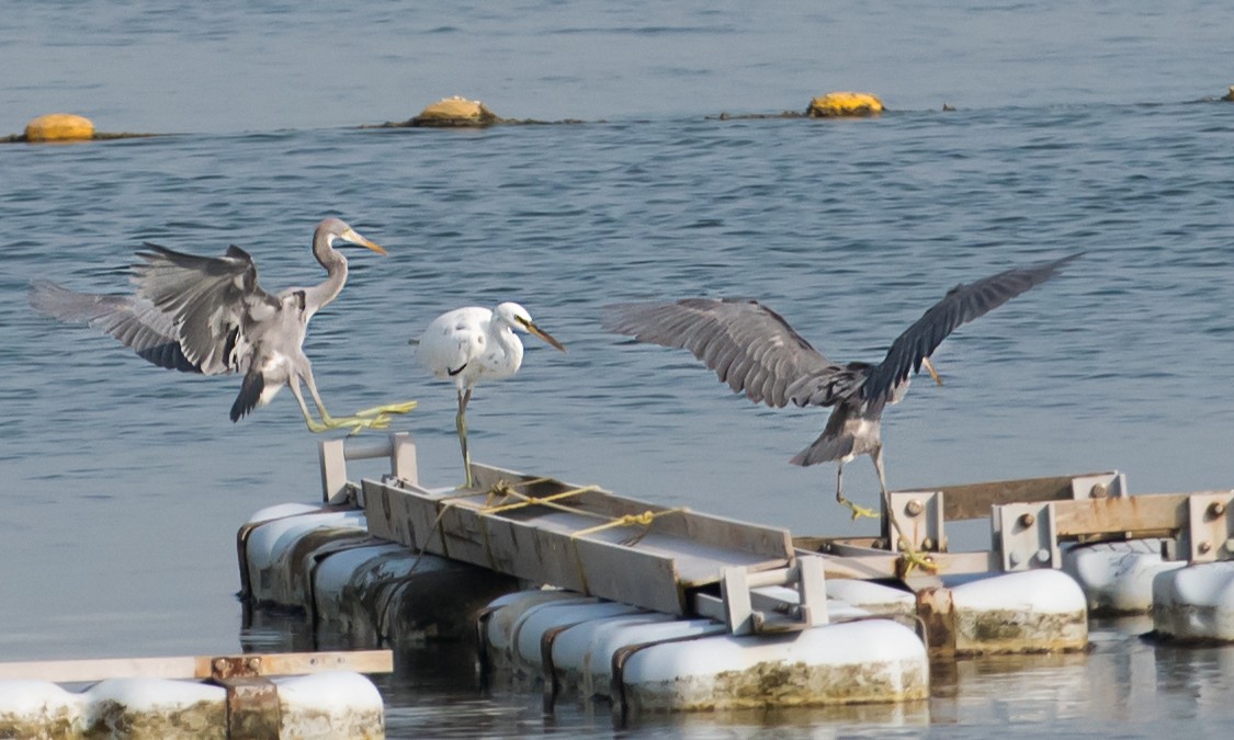 Western Reef-Heron - ML641044362