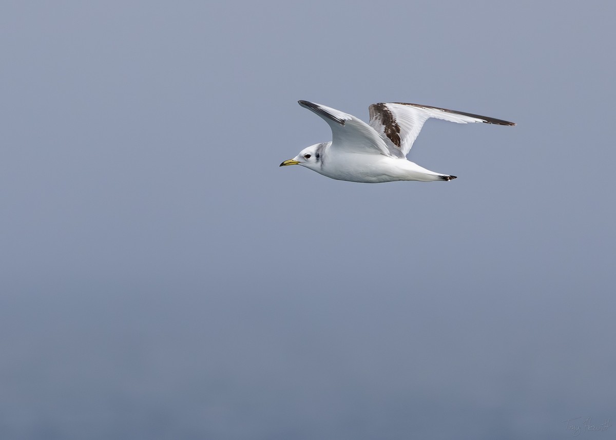 Black-legged Kittiwake - ML641044369