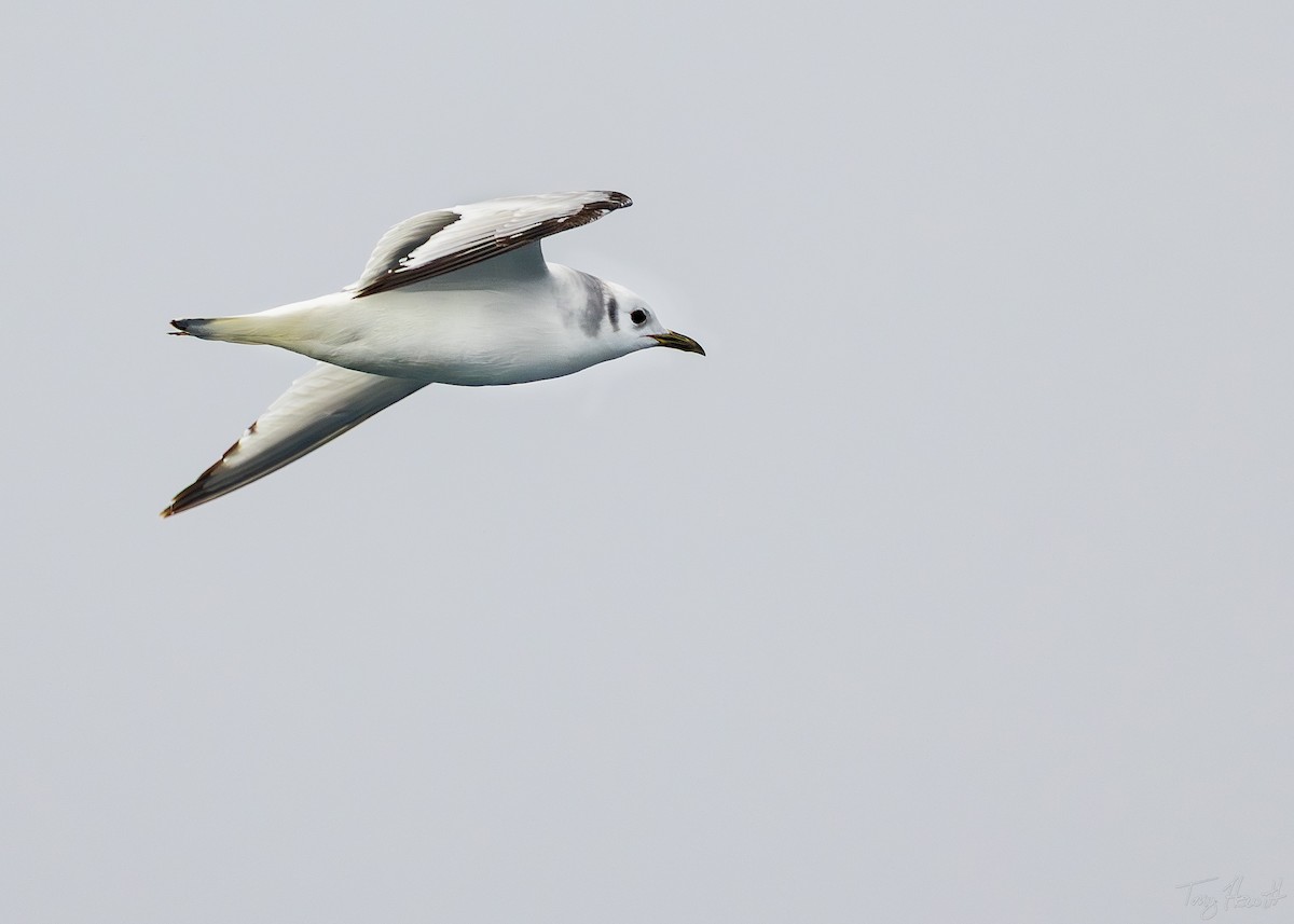 Black-legged Kittiwake - ML641044370