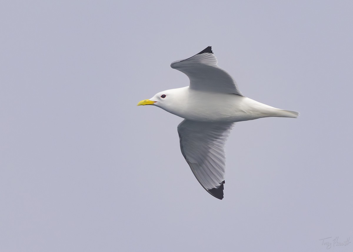 Black-legged Kittiwake - ML641044371