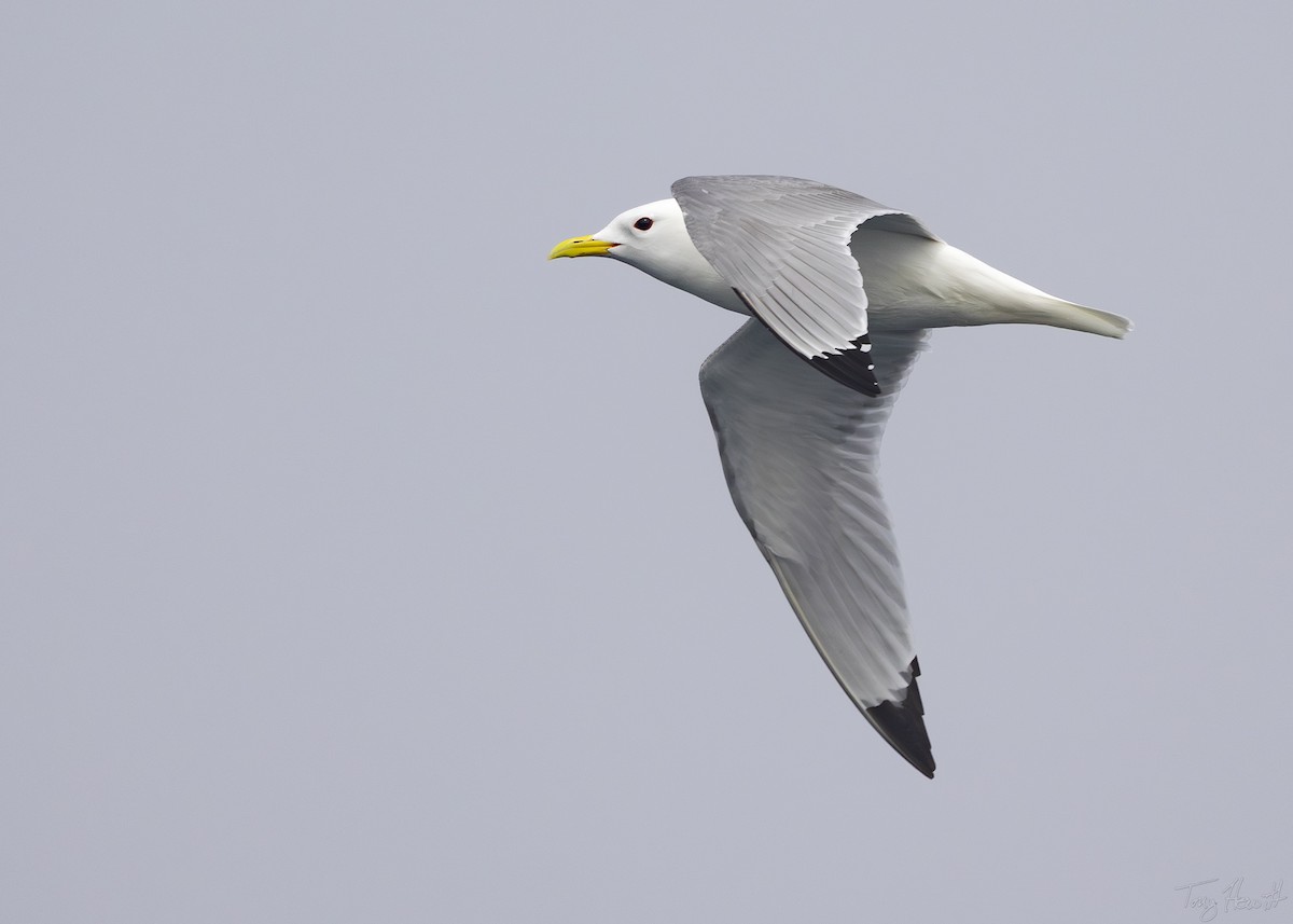 Black-legged Kittiwake - ML641044372
