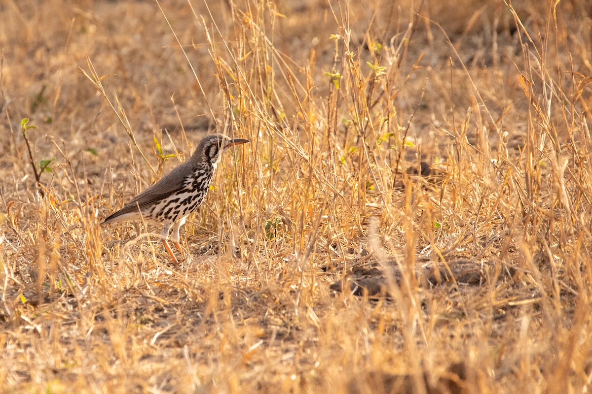 Groundscraper Thrush - ML641044385