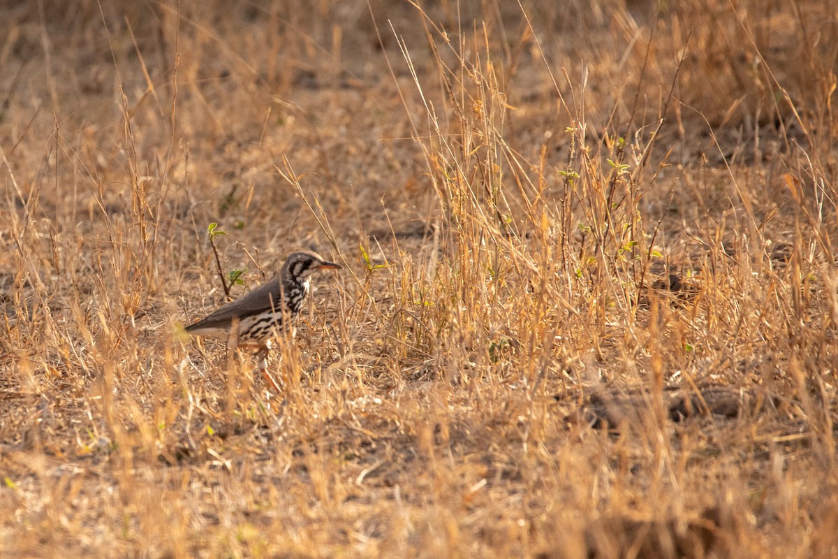 Groundscraper Thrush - ML641044386