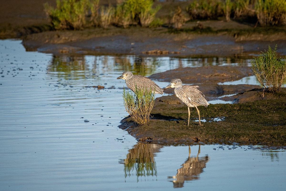 kvakoš žlutočelý - ML641044398