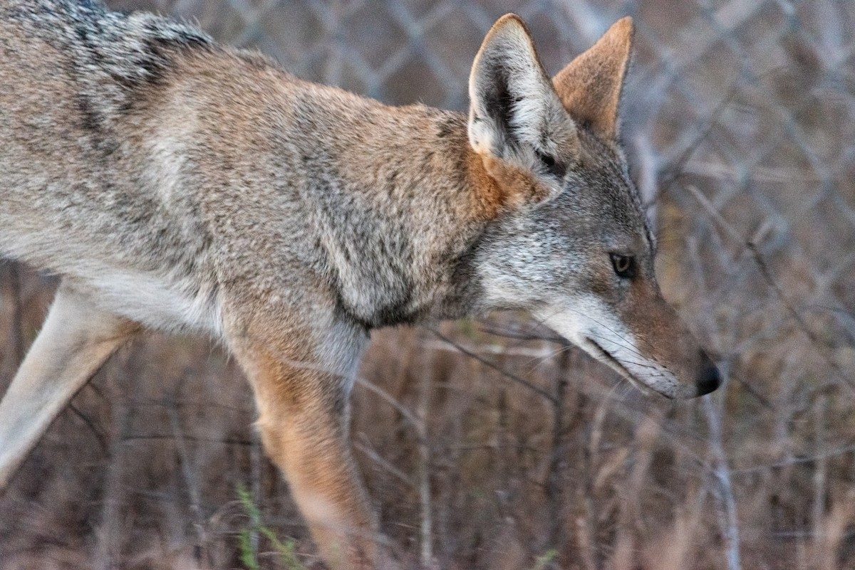 Coyote - ML641044404