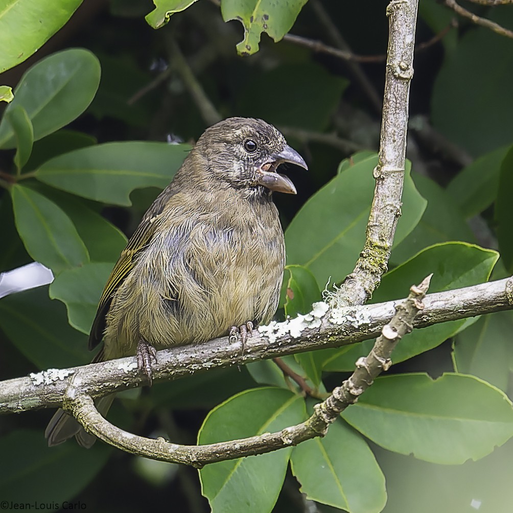 Thick-billed Seedeater - ML641044438