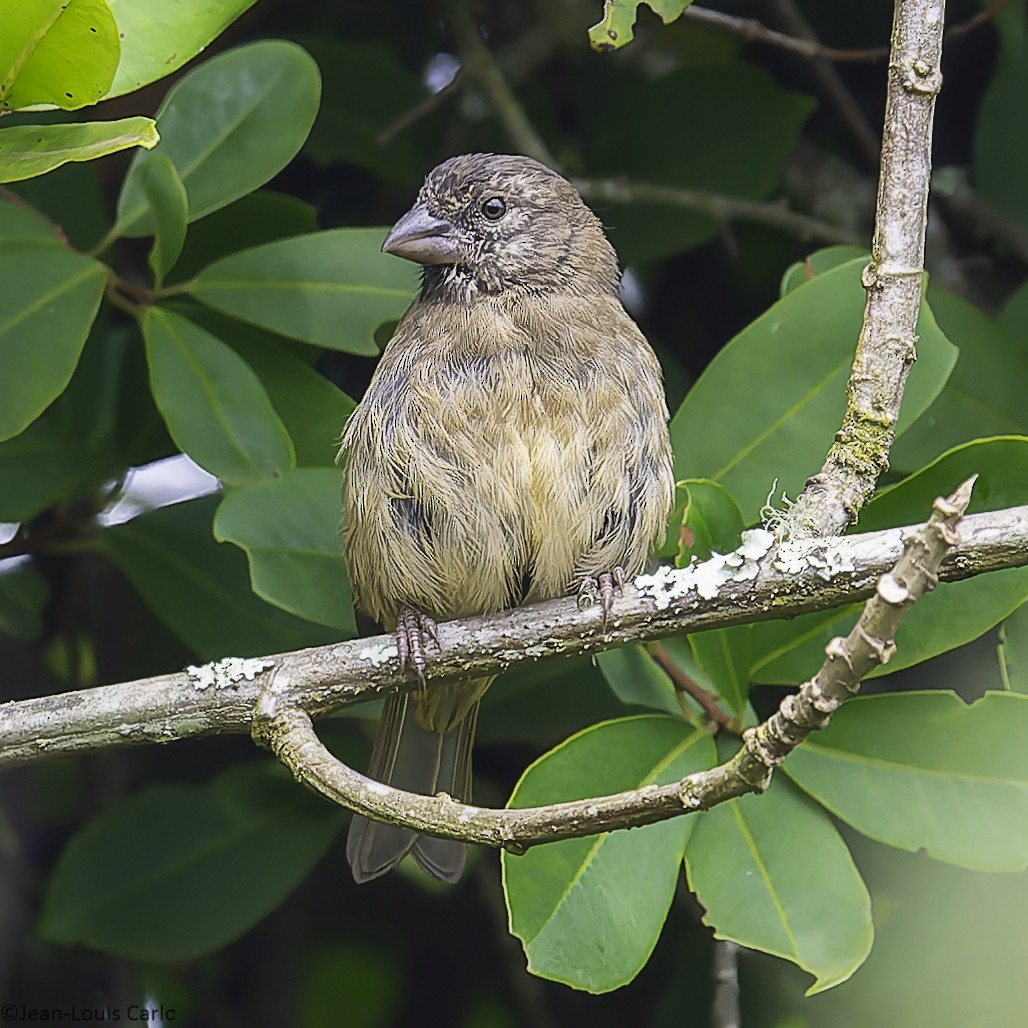 Thick-billed Seedeater - ML641044439