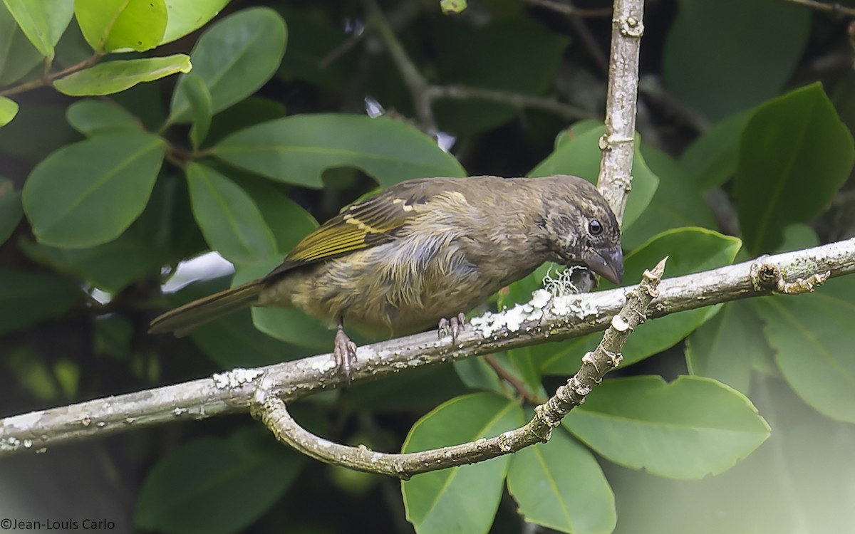 Thick-billed Seedeater - ML641044441