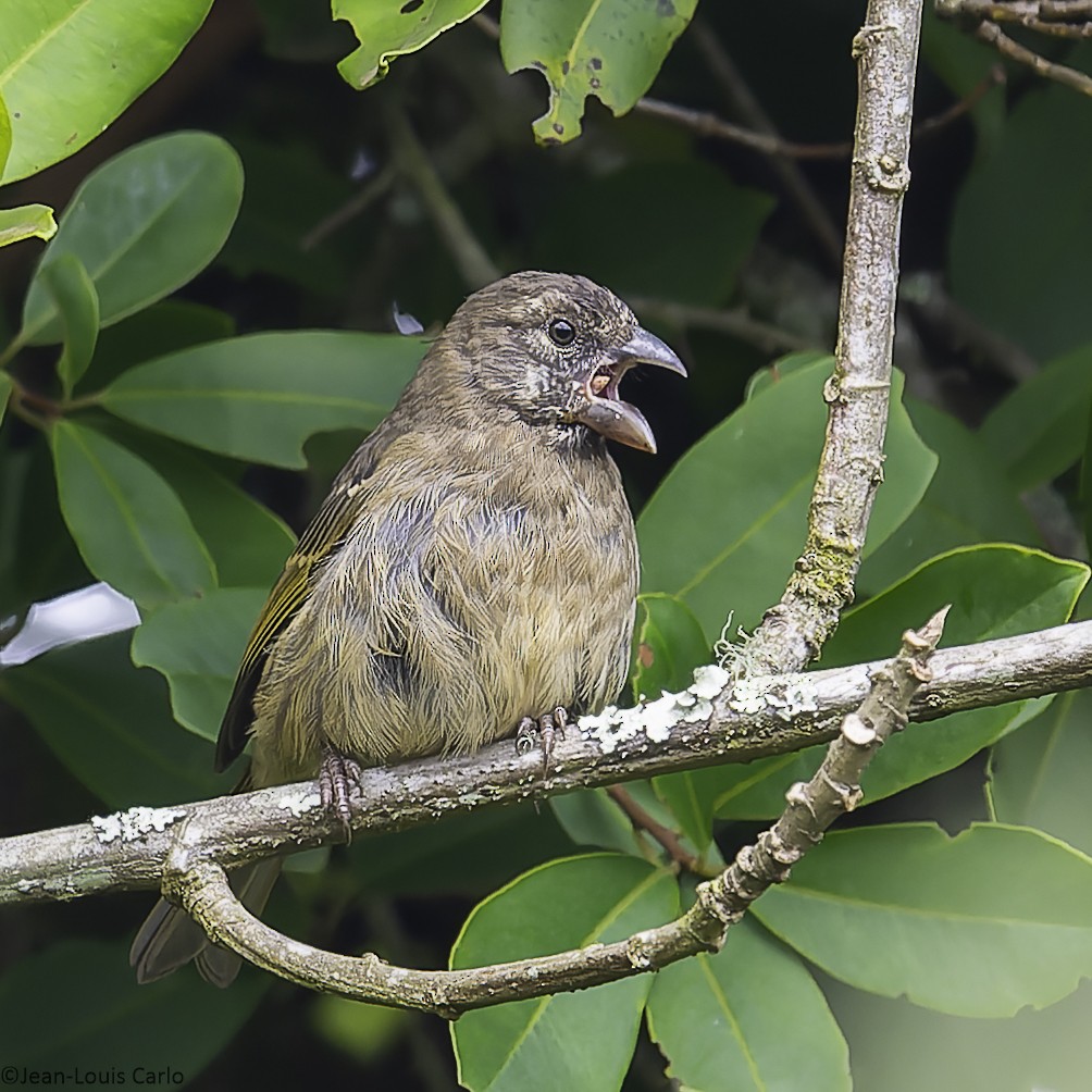 Thick-billed Seedeater - ML641044443