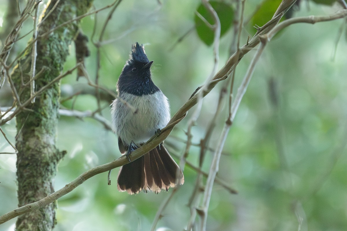 African Crested Flycatcher (Southern) - ML641044445