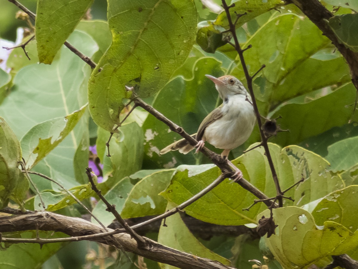 Common Tailorbird - ML641044446