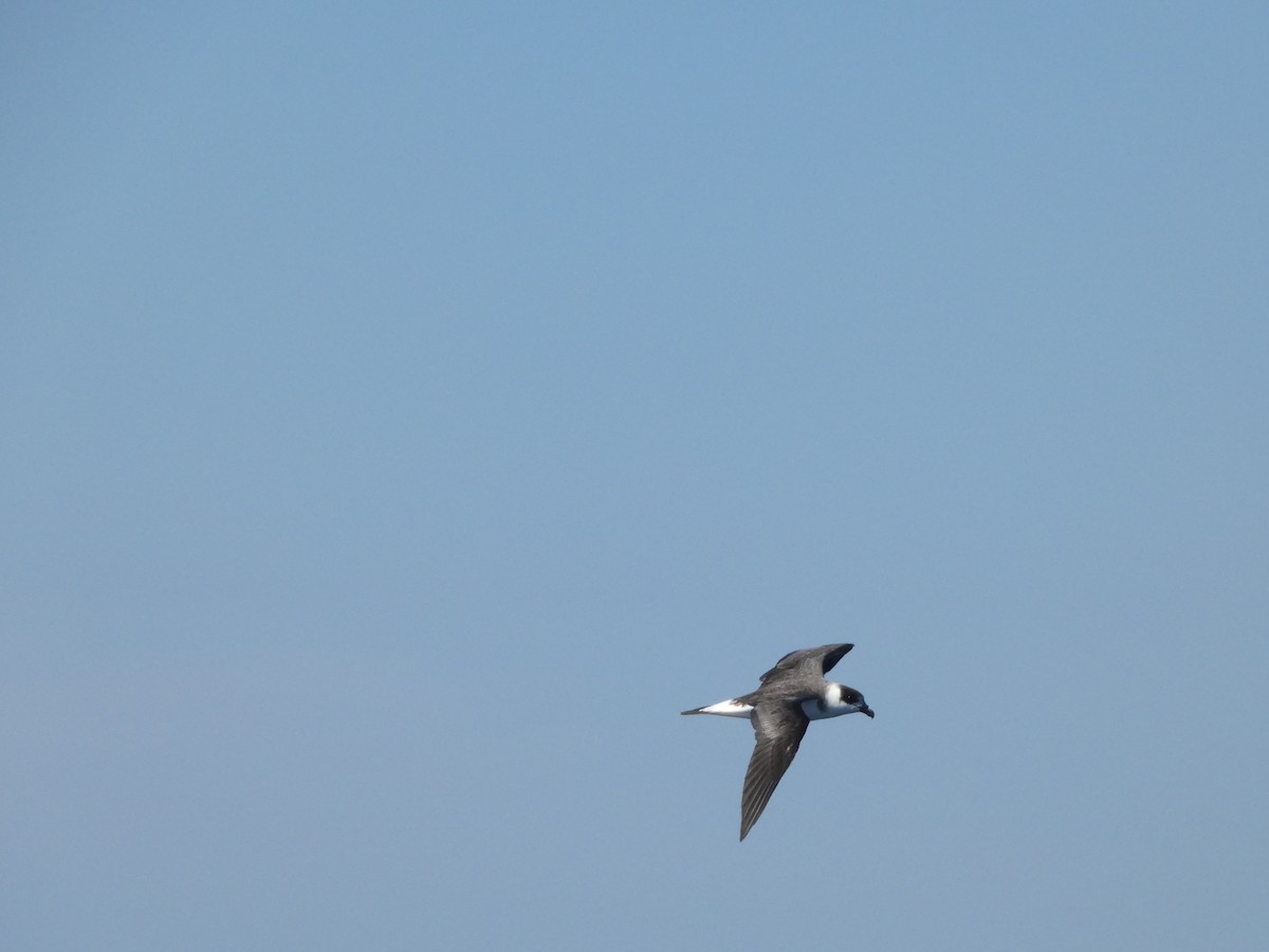 Black-capped Petrel - ML641044454