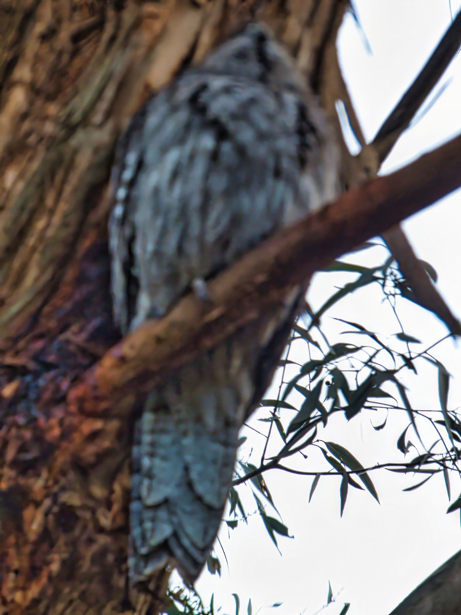 Tawny Frogmouth - ML641044457