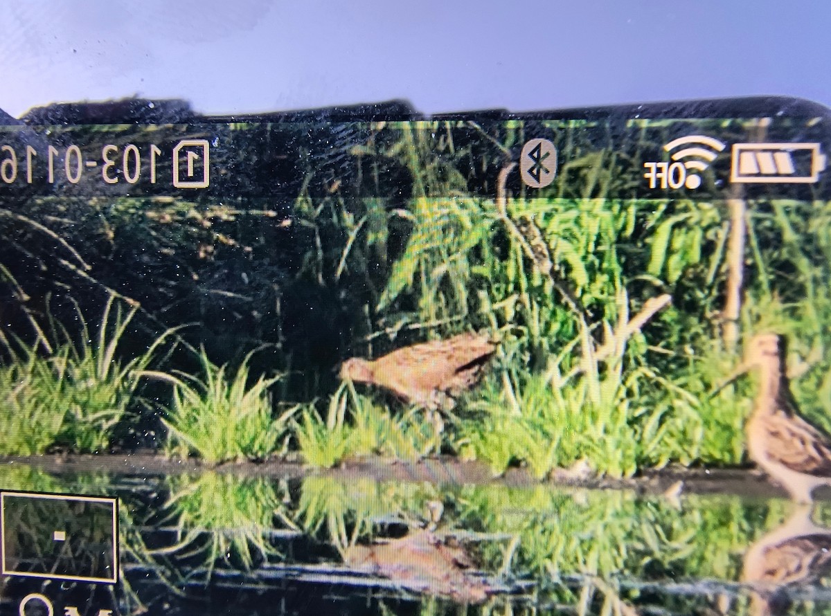 斑胸秧雞 - ML641044496