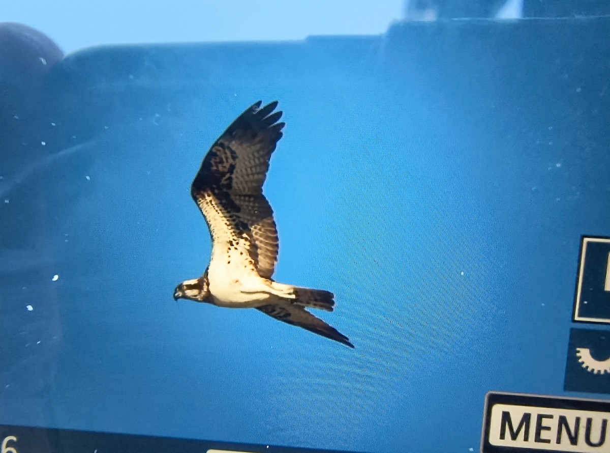 魚鷹 - ML641044499