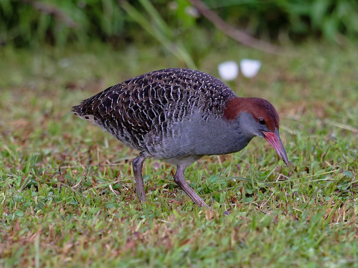 Slaty-breasted Rail - ML641044533