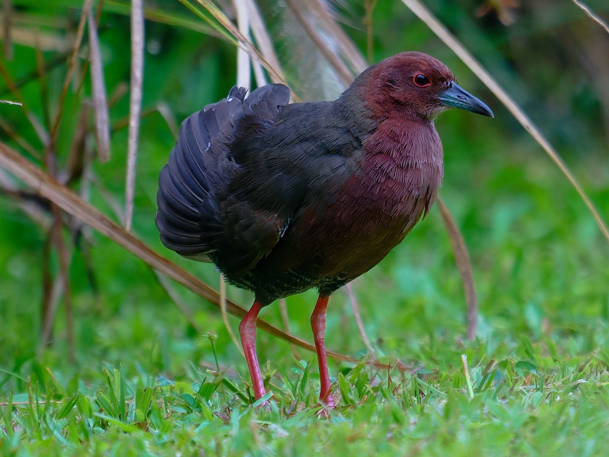 Ruddy-breasted Crake - ML641044535