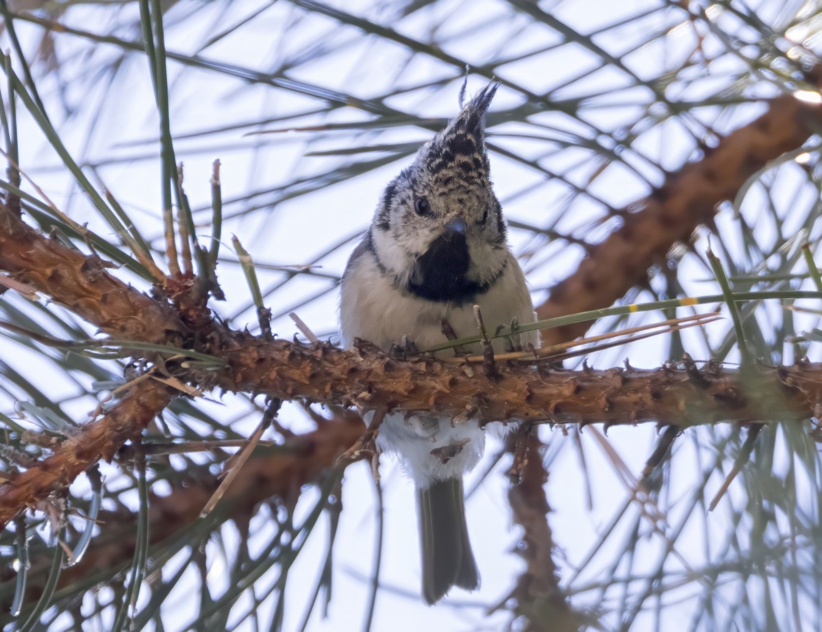 sýkora parukářka - ML641044551