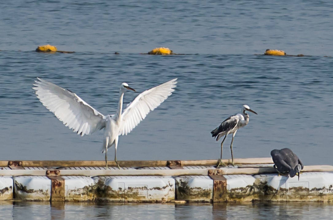 Western Reef-Heron - ML641044552