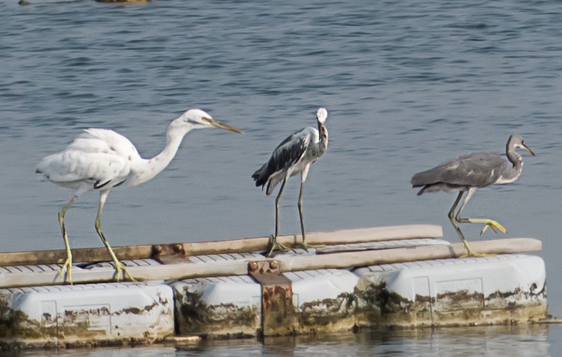 Western Reef-Heron - ML641044553