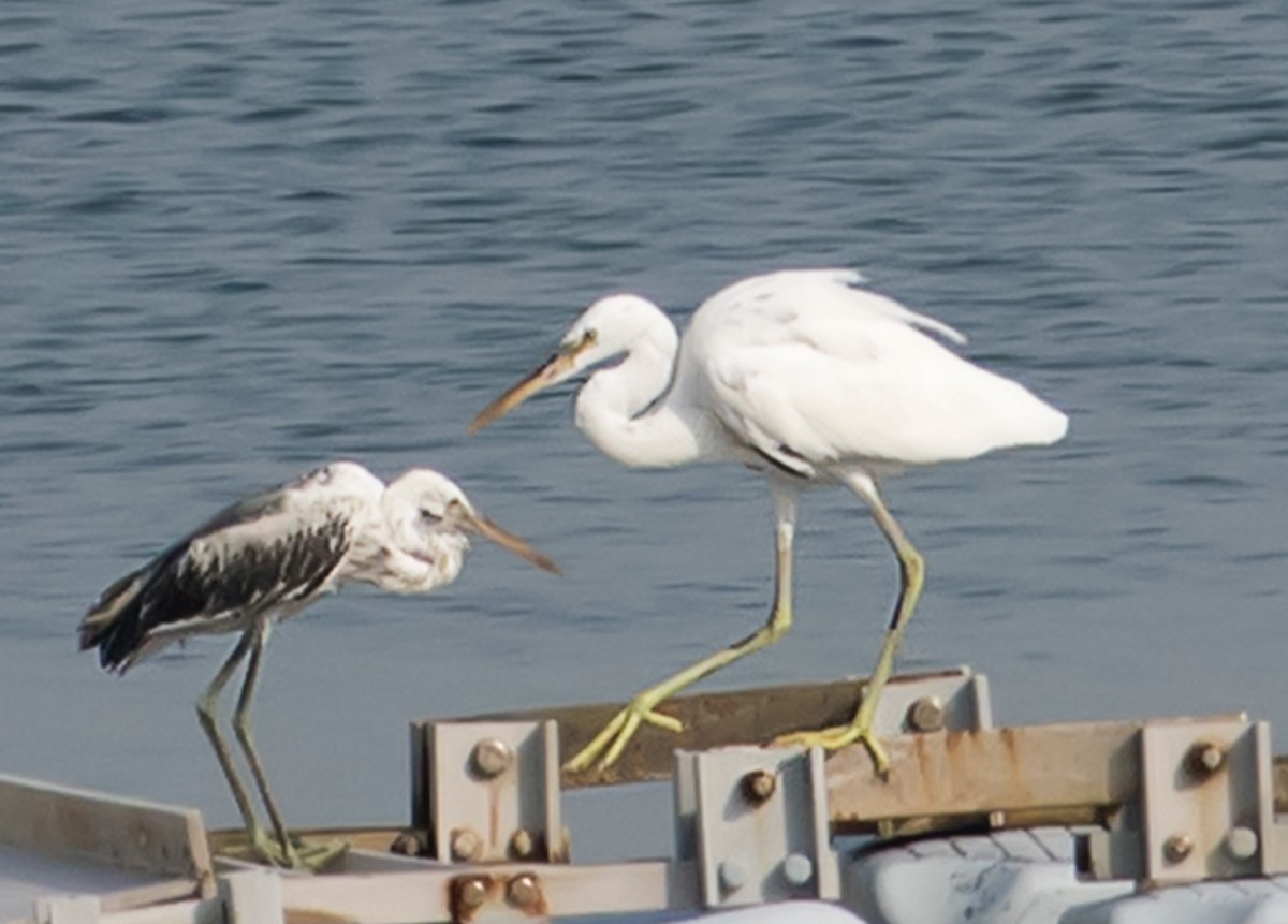 Western Reef-Heron - ML641044554