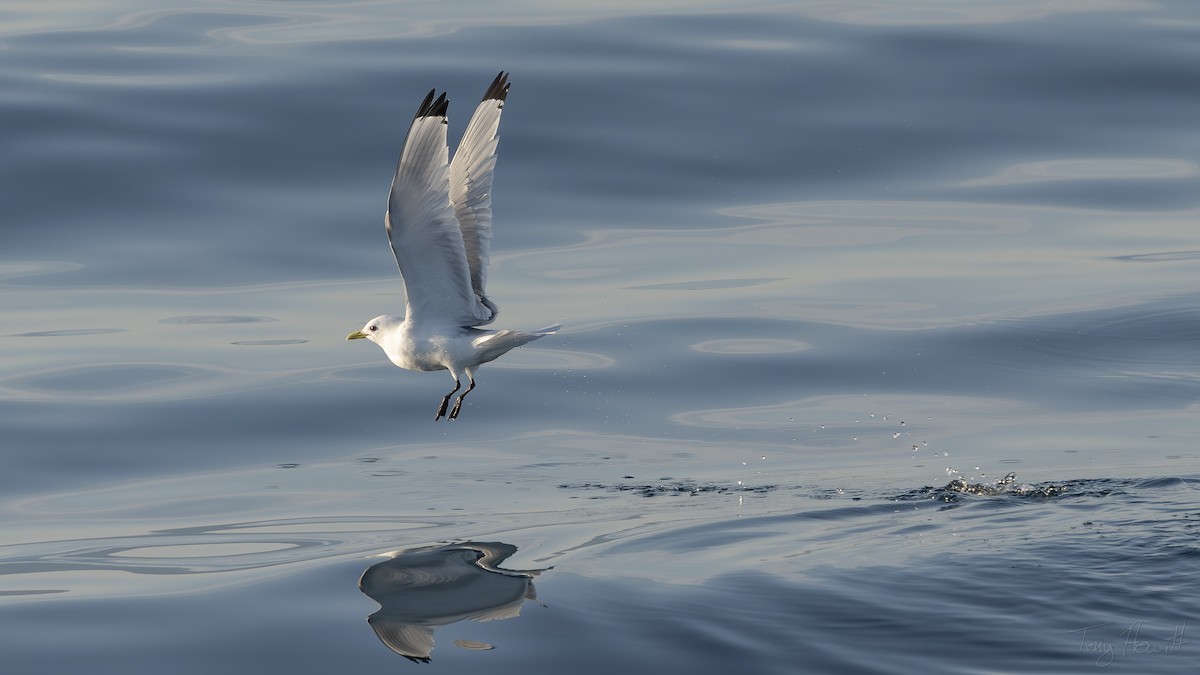 Black-legged Kittiwake - ML641044563