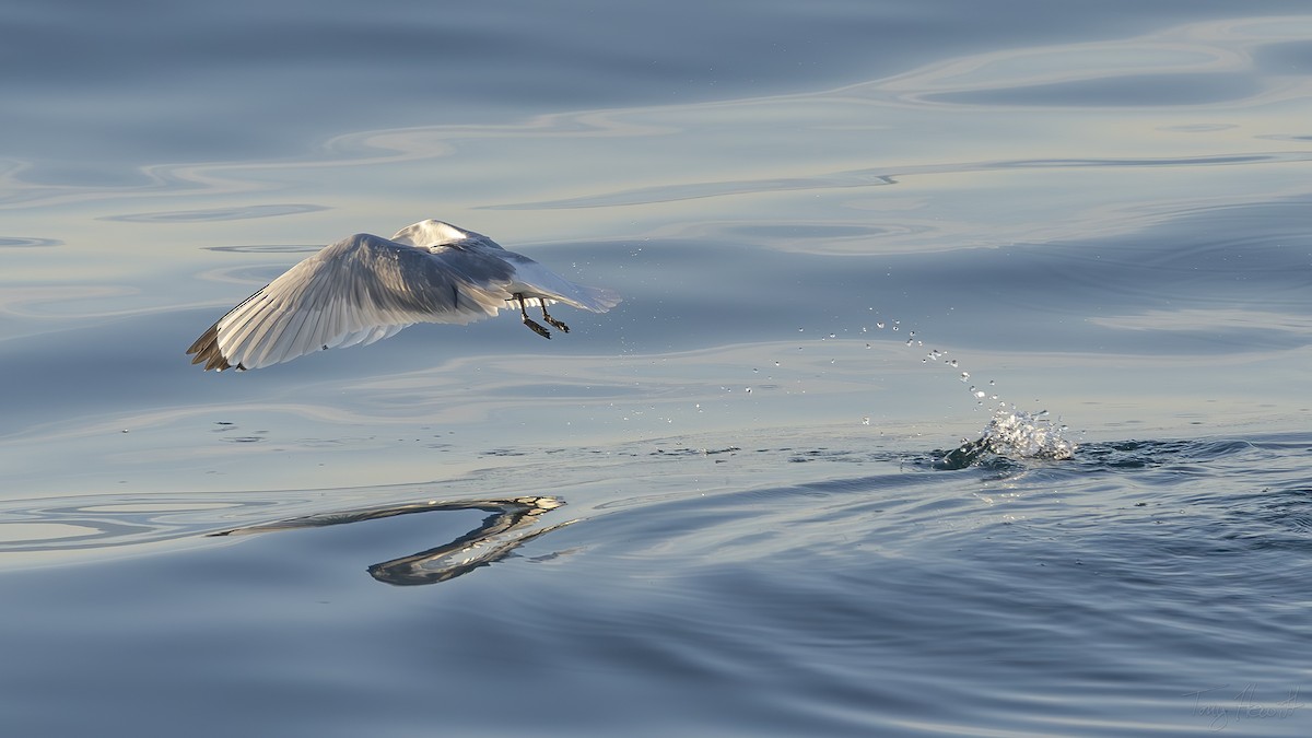 Black-legged Kittiwake - ML641044564