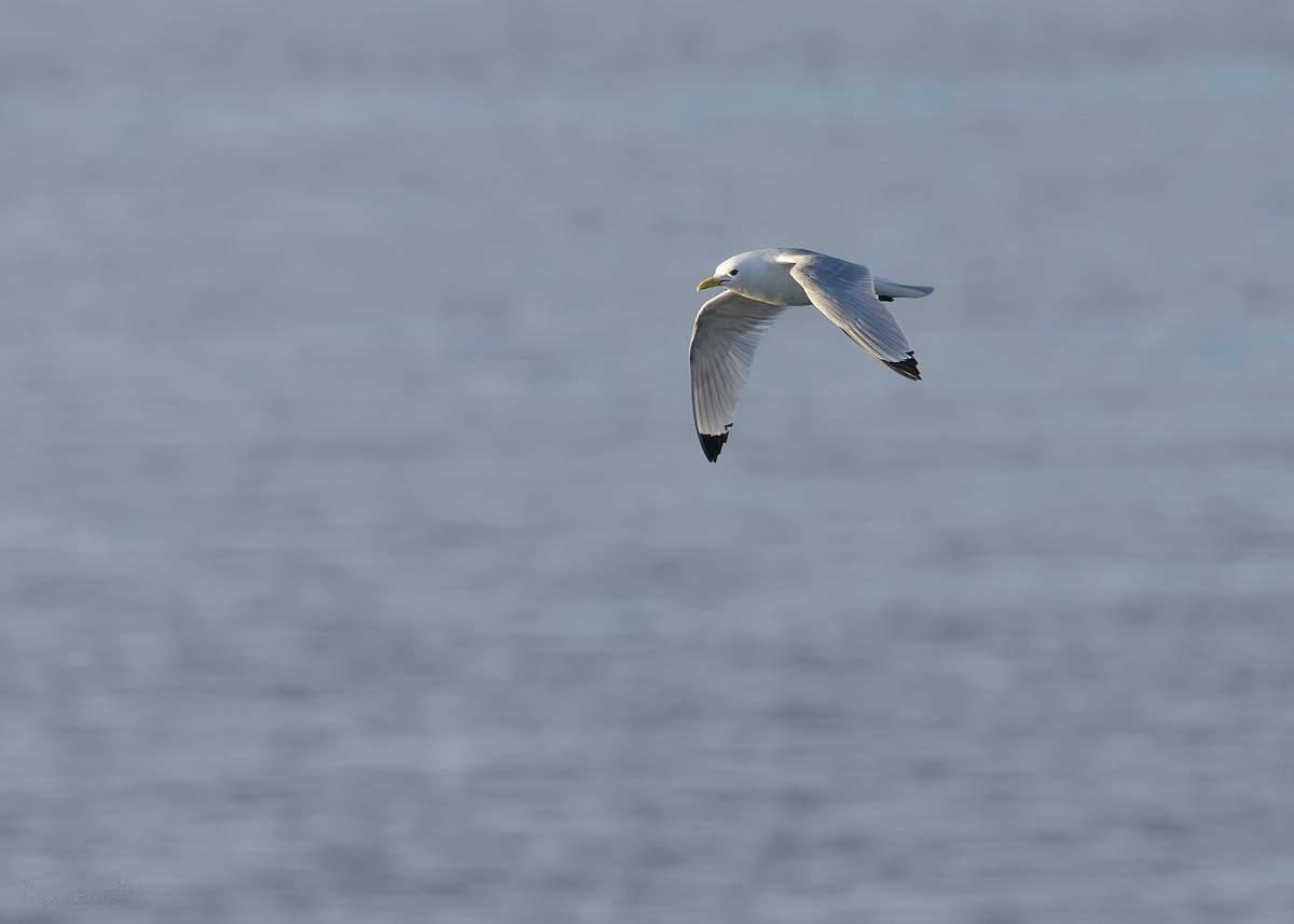 Black-legged Kittiwake - ML641044565